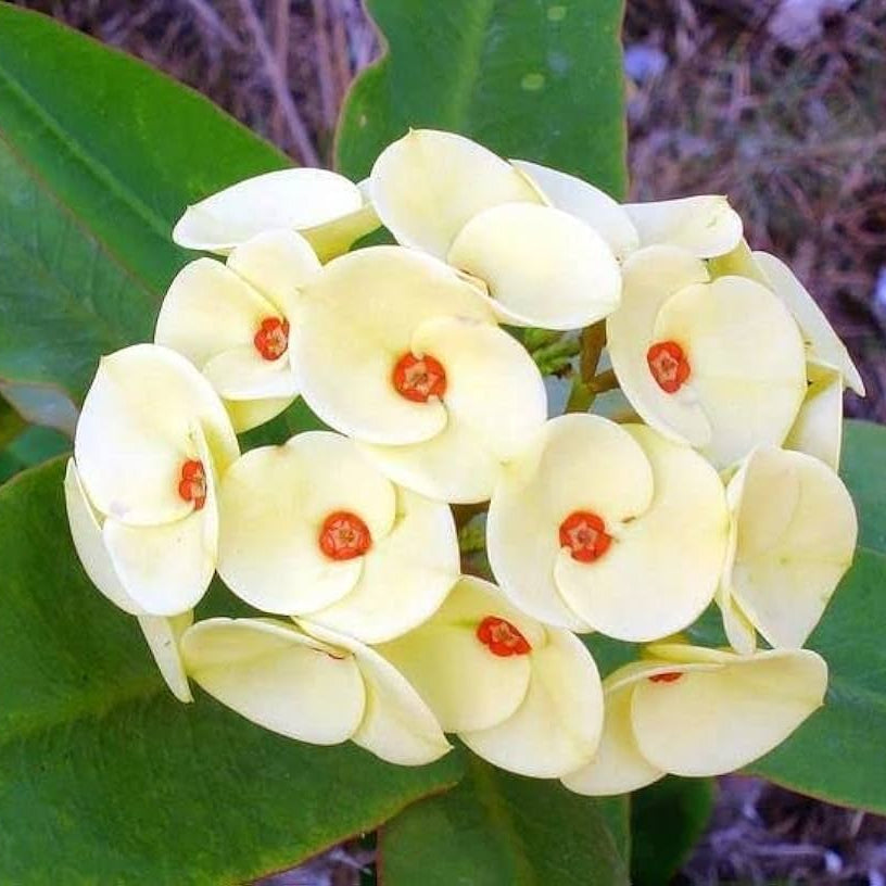 Thorn (Thorn scientific name) for planting in garden